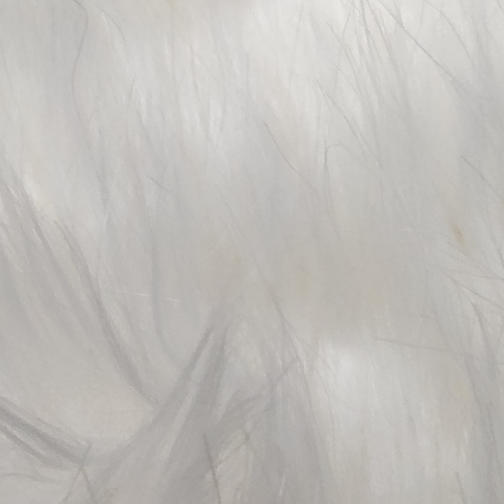 SHORT WHITE FAUX COLLAR